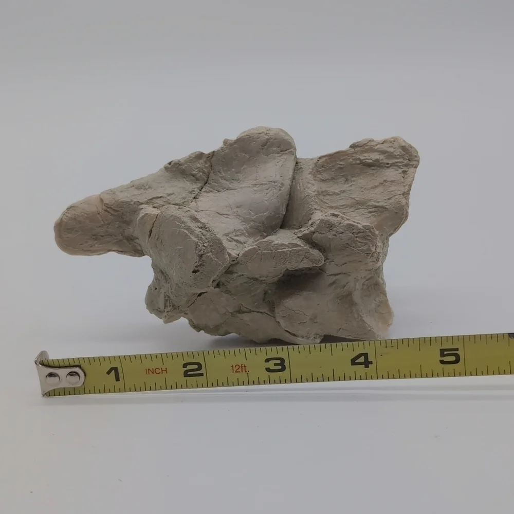Natural Oreodont Vertebra Fossil In Stone Matrix